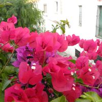Cómo cuidar tu Santa Rita en invierno para que explote de flores en primavera