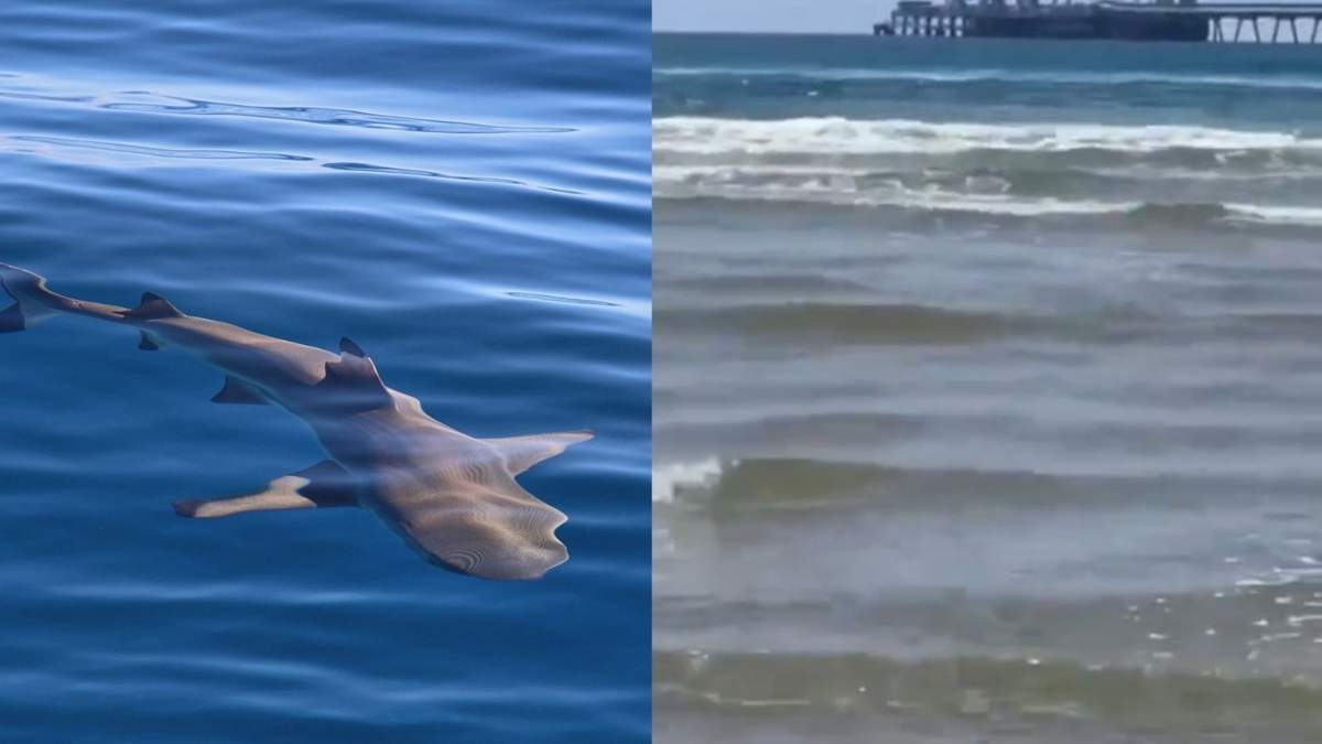 El ataque del tiburón fue captado en video por turistas presentes en la playa.