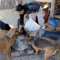 ¡No se olvidaron de los perros!: Enterate de la gran iniciativa del municipio