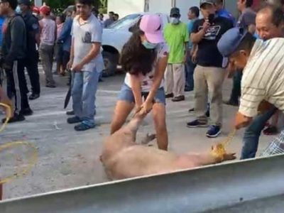 Vuelca camión con cerdos y pobladores rapiñan y matan a los animales en Veracruz
