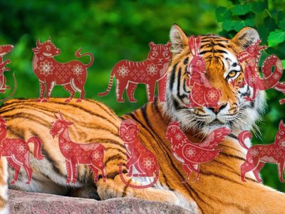 Un futuro especial: cómo serán los nacidos en el 2022, el año del Tigre para el Horóscopo chino