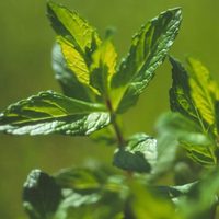 3 plantas que tenés que tener en tu casa si querés mejorar tu energía, según el Feng Shui