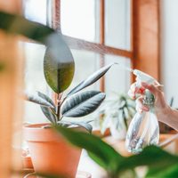 Manual de primeros auxilios: así podrás resucitar a tus plantas