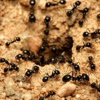 ¿Cuántas hormigas hay en la Tierra?