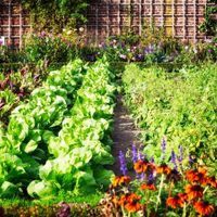 3 cosas que seguro tenés en tu casa y podés usar para empezar tu propia huerta en el jardín