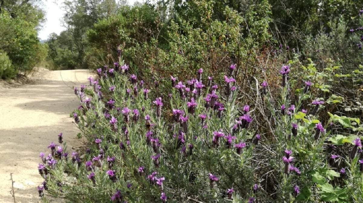 Plantas. Fuente: (Sage Green Gardening)