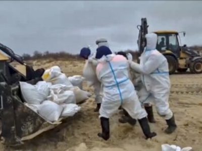 Más de 30 delfines han muerto tras derrame petrolero en Rusia