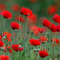 La planta que muchos arrancan por su mala fama, pero da las flores más bonitas en primavera