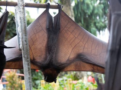 Identificaron una nueva especie de murciélago en la Argentina