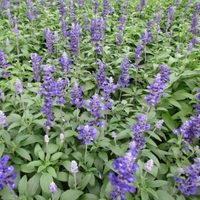La planta que crece fácil esconde beneficios para tu salud y sobrevive perfectamente en maceta