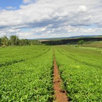 Productos argentinos obtienen sello de calidad para exportar