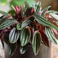 No solo decora: la planta que reduce el estrés, purifica el aire y sobrevive con muy pocos cuidados