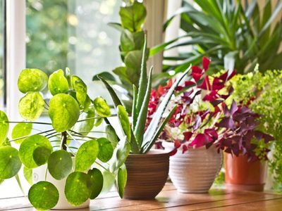 La poderosa planta de interior que todos quieren porque atrae la abundancia y la buena suerte