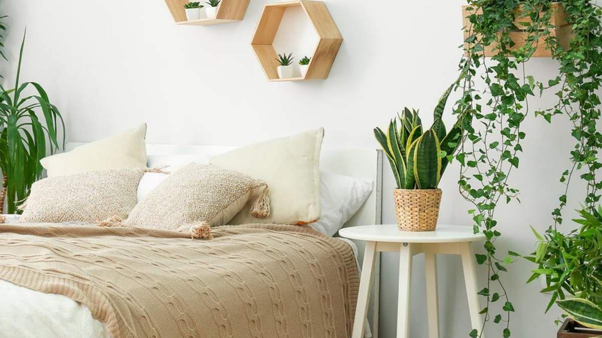 Plantas. Fuente: (X)