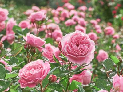Multiplicar tu rosal nunca fue tan fácil: el truco de los expertos jardineros para llenar tu jardín de rosas esta primavera