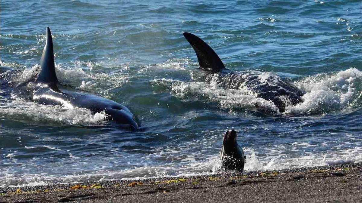 Arriban las orcas y se inicia la temporada turística. Fuente: (Instagram)