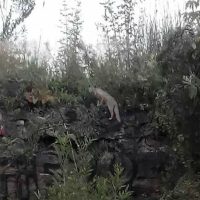 Encuentran una zorra gris en la reserva ecológica de la UNAM