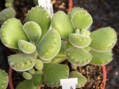 Cómo hacer para que florezca la suculenta Cotyledon tomentosa