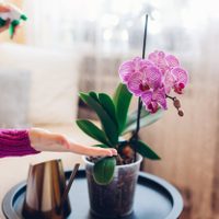Si tus Orquídeas no florecen, no te preocupes: tomá nota de esta poderosa receta que las ayudará a crecer
