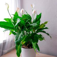 La planta más elegante, hermosa y fácil de cuidar que da unas flores blancas muy exóticas