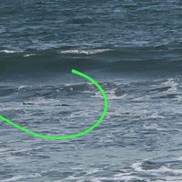 Cierran la Playa Nuevo Nayarit por la presencia de cocodrilos