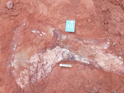 Investigadores de la UNCo encontraron restos de posibles nuevas especies de dinosaurios en Neuquén