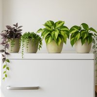 5 plantas hermosas y resistentes, ideales para poner arriba de la heladera y darle un aire fresco a tu cocina