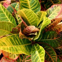La planta multicolor que sobrevive a todo y esconde un regalo para tu salud: mirá dónde ponerla