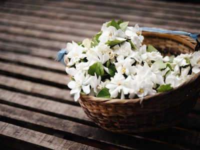 El secreto que nadie te contó para que tu jazmín se llene de flores en primavera