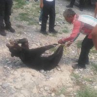 Habitantes de Coahuila torturan y matan a un oso negro entre risas de policías (Video)