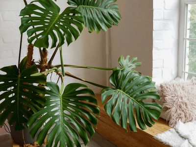 3 consejos clave para que tu Monstera Deliciosa se vea rozagante y se convierta en el centro de atención en tu hogar
