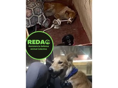 Rescatan a perrita que tenían amordazada en la azotea de una casa en la colonia Guerrero (Videos)