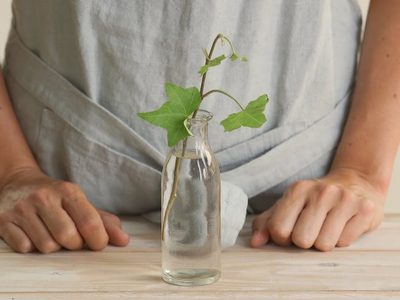 Plantas: el trucazo de la abuela para que no se pudran las raíces de los esquejes en agua