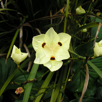 La planta facilísima de cuidar que florece todo el año y es perfecta para el jardín
