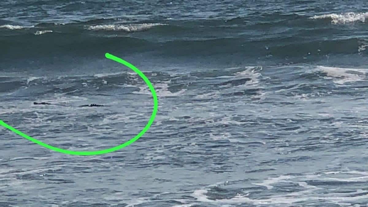 Un cocodrilo detectado en Playa Nuevo Nayarit