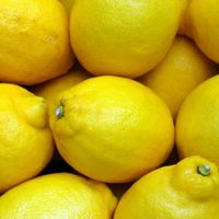 No lo vas a creer: el truco más efectivo para cosechar y guardar los limones si querés que duren más tiempo