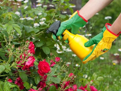 El alimento que tenés en la alacena y que esconde un poderoso secreto que beneficia a tus plantas