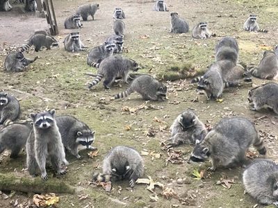 Un centenar de mapaches invaden la casa de una mujer (Video)