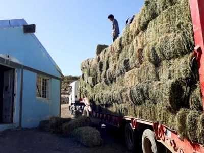 Acompañan con forraje a pequeños productores del interior neuquino