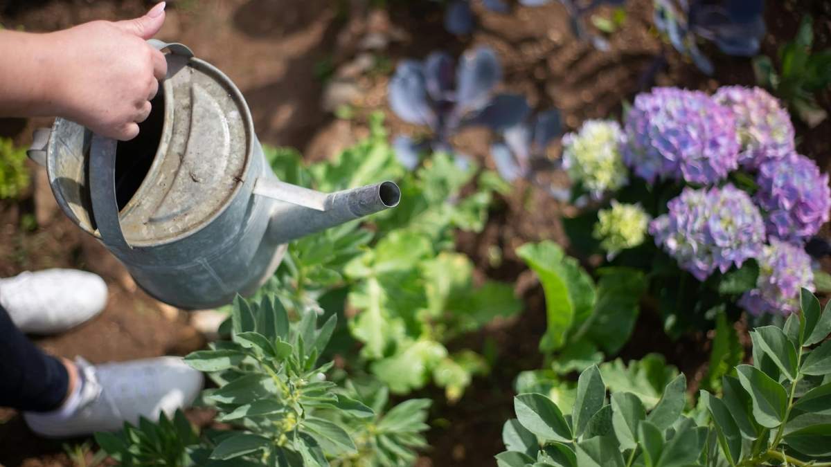 Si sueñas con un jardín lleno de estas magníficas esferas florales, presta atención a estos consejos esenciales.