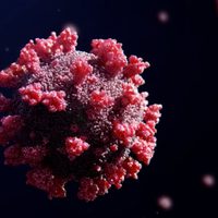 La OMS alertó que la variante Ómicron representa un riesgo “muy elevado” para el mundo