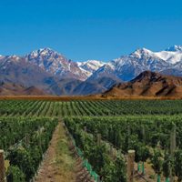 La recuperación de viñedos antiguos para elaborar vinos diferentes