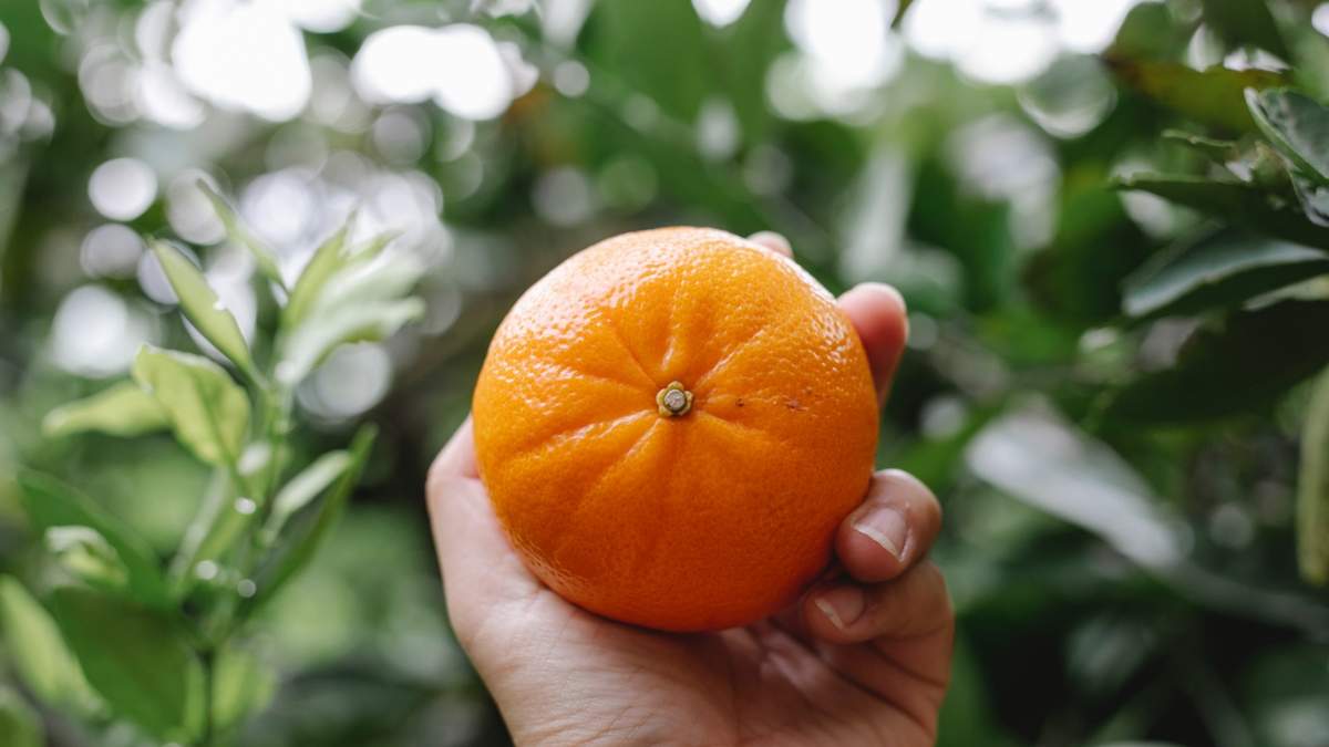 Semillas de mandarina. Fuente: (Instagram)