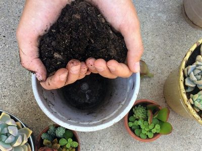 No la tires: cómo generar un abono casero para tus suculentas con la basura de tu cocina