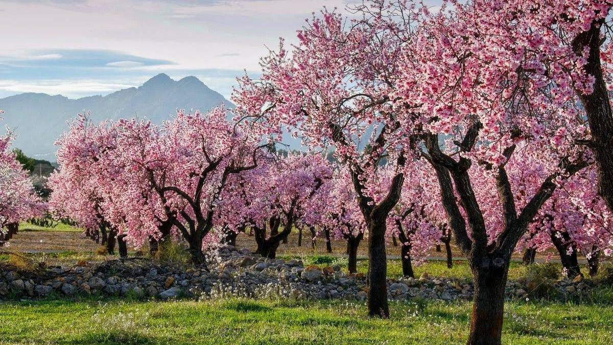 El circuito para ver almendros en flor en España. Fuente: (Instagram)