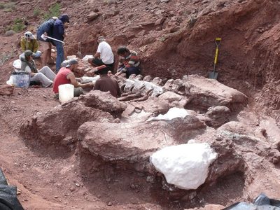 Restos fósiles del dinosaurio encontrado en Neuquén: confían en encontrar más huesos