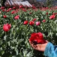 Pobladores de Guerrero agreden a soldados y piden no destruir sus plantíos de amapola