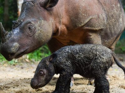 Un rayo de esperanza para las especies en peligro: nació un rinoceronte en Sumatra
