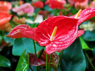 Anthurium roja: la planta de interior más hermosa y colorida que florece todo el año