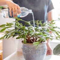 Descubrí qué tipo de agua necesitan tus plantas